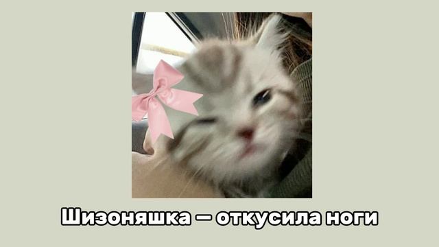 ❁ || Шизоняшка — откусила ноги