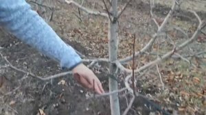 Обрізка саду на подвої M106