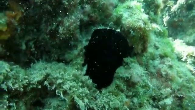 Black Tunicate смотреть онлайн