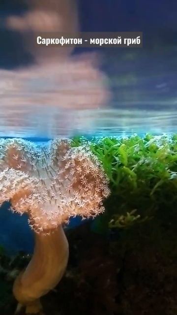 аквариум смотреть онлайн