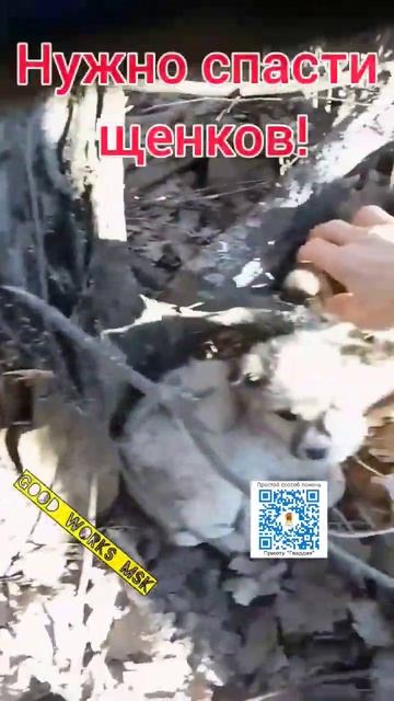 ‼️СБОР НА СПАСЕНИЕ ЩЕНКОВ ИЗ БРЯНСКОЙ ОБЛАСТИ! #помощьщенкам #помощьживотным #помощьсобакам #щенки смотреть онлайн