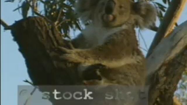 Koala in Blue Mountains National Park - Koalas Free Blog смотреть онлайн