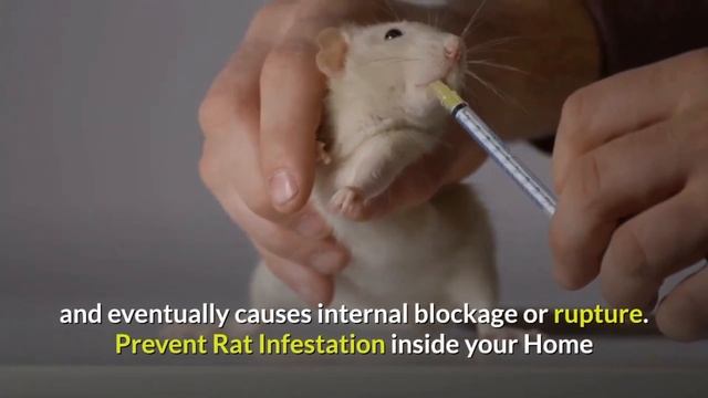 How To Killing Rats With Baking Soda Is The Fast Acting Home Remedy