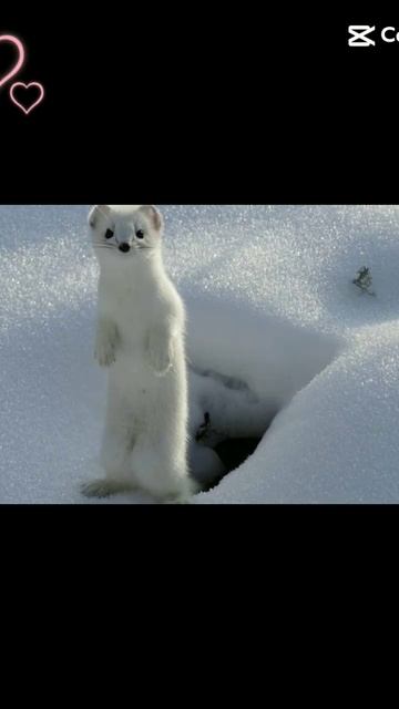EERRMMIINNEESSSSS #cute #ermine #edit #shorts смотреть онлайн