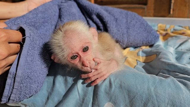Baby Monkey Su Is Bathed And Massaged By Mom