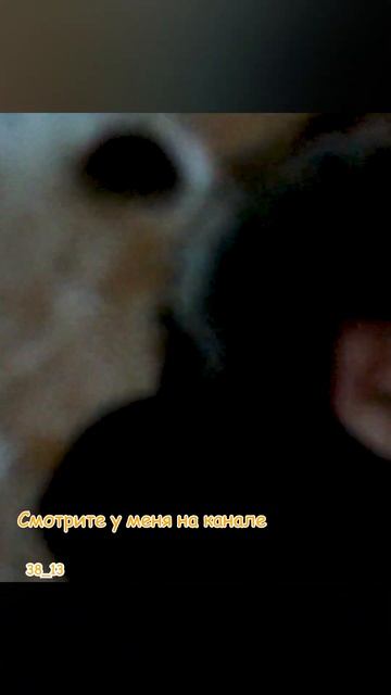 Медведь в берлоге | Подписывайтесь смотреть онлайн