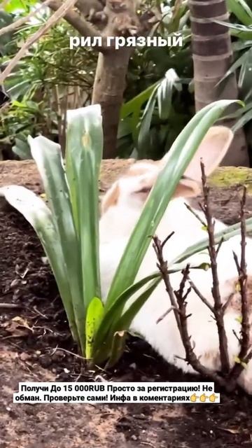 Егор Крид - Грязный заяц