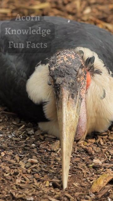 Acorn Knowledge Fun Facts  Marabou Stork Part  3