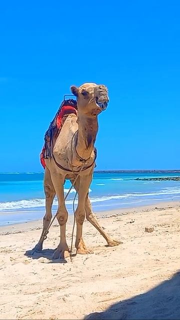 pose #fyp#animals#kelanbeach#shorts#balihits#wonderfulindonesia#tranding#camel#model#gaya#pesona смотреть онлайн