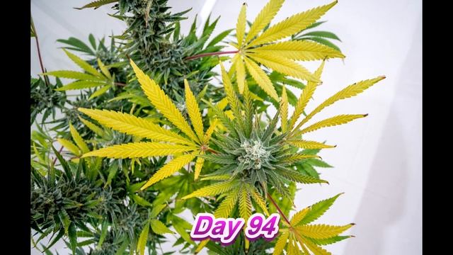 Girl Scout Cookies (GSC) From Seed To Harvest