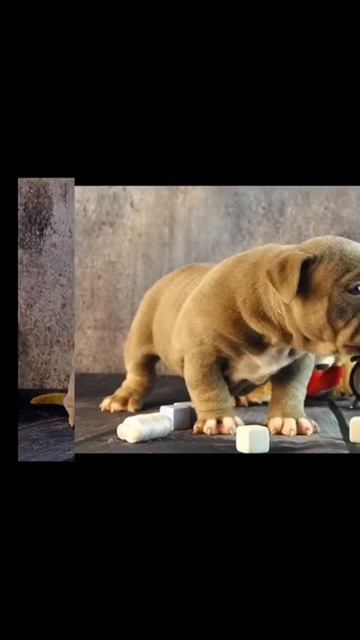 #АМЕРИКАНСКИЙБУЛЛИ#AmericanBully ЩЕНОК ШИКАРНОГО КОСТЯКА МАЛЬЧИК В ТИПЕ ПОКЕТ АМЕРИКАНСКОГО БУЛЛИ!