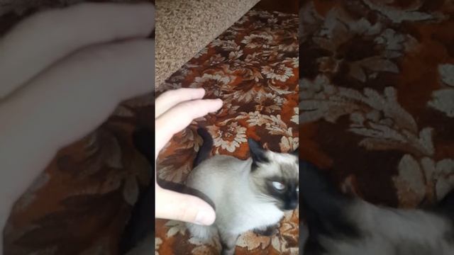 Злю кота!!!(Angry Cat!!!)