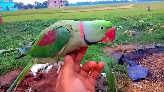 When Does The Ring Come To The Neck Of Indian Ringneck & Alexandrine Parrot /পাখির গলায় রিং কখন আস смотреть онлайн