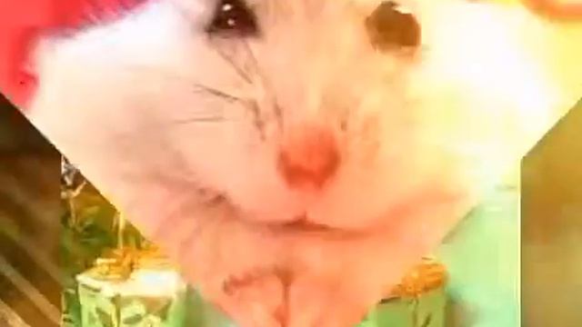 Хомячки #2 смотреть онлайн