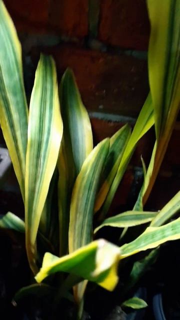 Sansevieria Yellowstone not rare but look exclusively stunning with her yellow-green leaves. смотреть онлайн