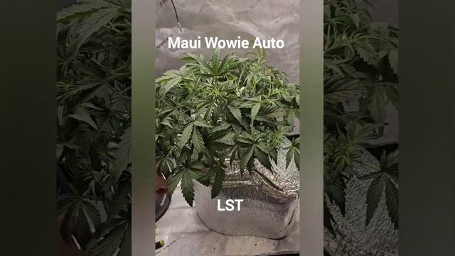 Maui Wowie Auto DWC GH Flora Series Day22 смотреть онлайн