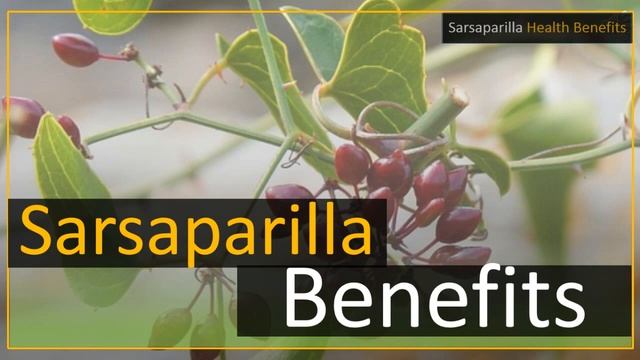 Sarsaparilla Health Benefits