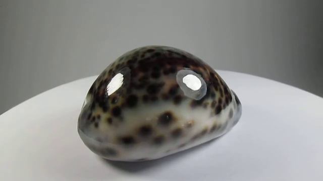 Cypraea tigris 70,89 mm F+++/Gem Indonesia HEAVY & SHINING смотреть онлайн