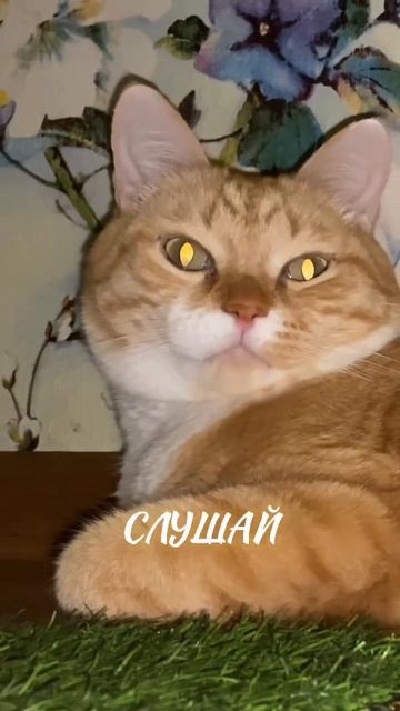 Правда смешно ? #shorts2023 #shorts #reels #instagram #рыжик #котик #юмор #правда #смешно смотреть онлайн