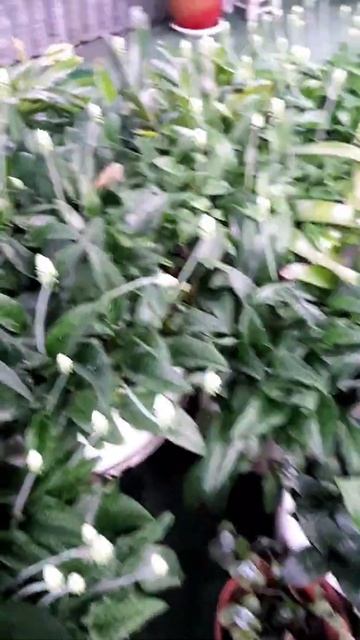 混沌庭院🏡油點百合 смотреть онлайн