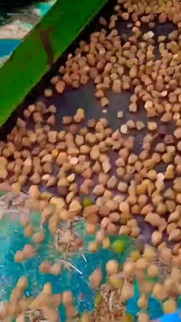 malva thresher #trending #viral #shorts смотреть онлайн