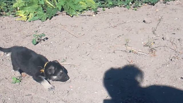 Кобель Желтая лента Свободен для Резерва