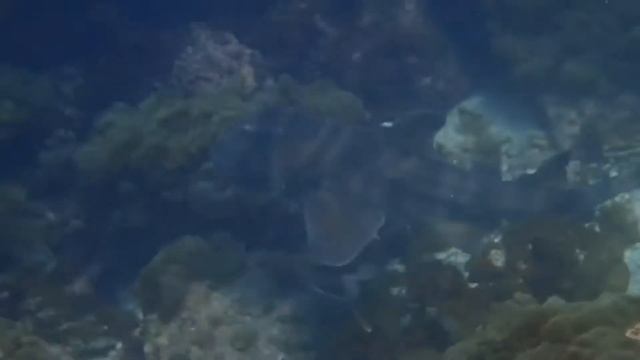 【ダイビング】真鶴に住むネコザメ♪ ダイビングスクール日記♪