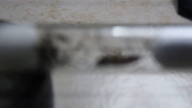The Black crazy ant feeding time! смотреть онлайн