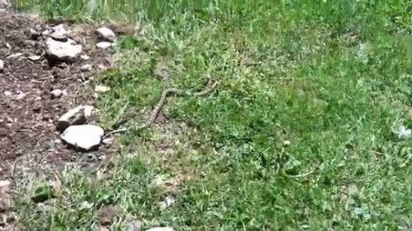 Milksnake or Northern Copperhead Snake in Bradford pa