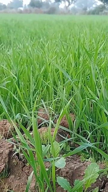 wheat 🌾 farm before 20 days смотреть онлайн