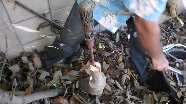 How to graft a tree. Part 3B: "Top-working" or Grafting an established tree. смотреть онлайн