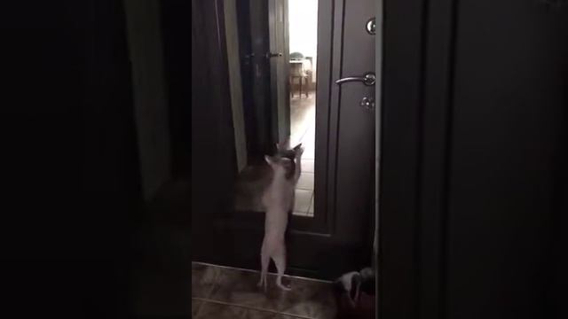 ТАНЦУЮЩИЕ КОТЫ😺🎵🎶🎼🎹🎸🎻🎷🎺