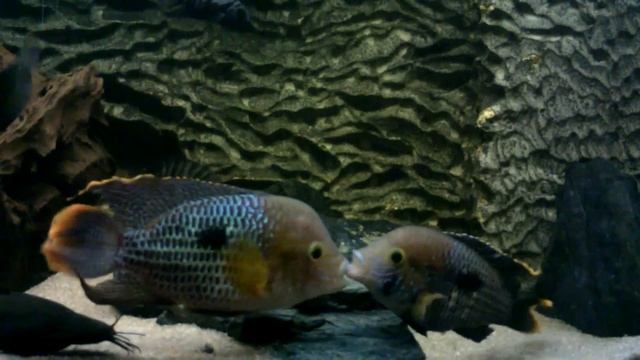 Akara potoční / Green Terror / Andinoacara rivulatus courtship смотреть онлайн