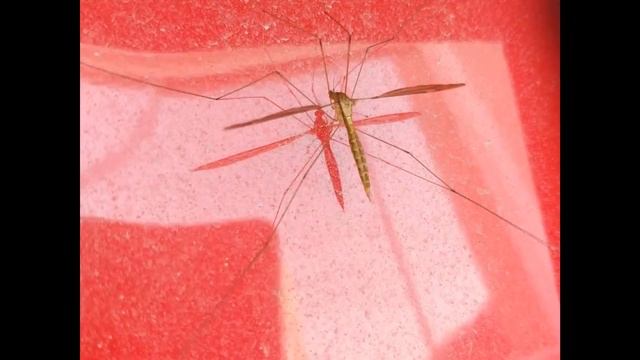 Tipulidae Mosquito ? 15 Cm 6 Inch