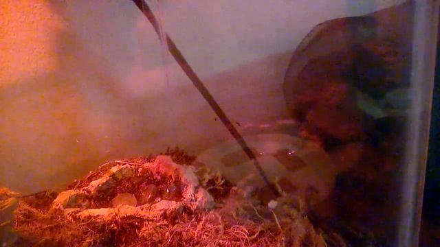 C. gracilis "waging its tail" смотреть онлайн