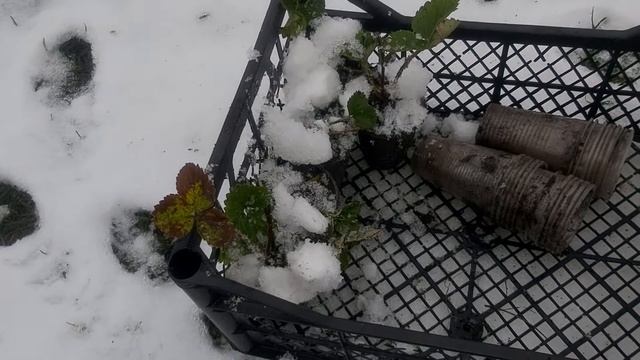 Зимняя посадка в стаканы, эксперимент с воздушкой ) смотреть онлайн