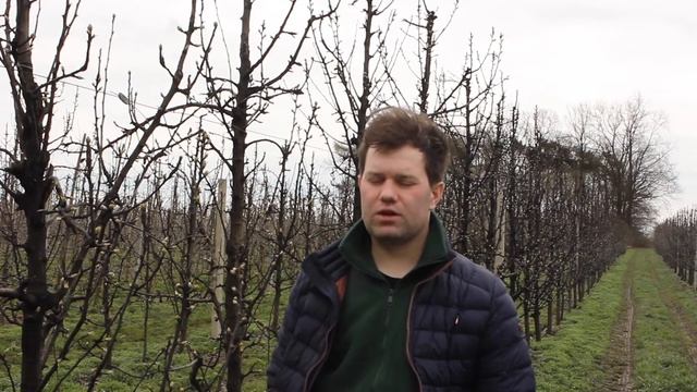 Wiosenna miodówka. Uprawa gruszy. смотреть онлайн