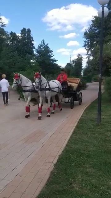 Карета с лошадью. Заказ по телефону: +7(999)877-44-90 #арендалошадей #лошадьвмоскве #лошадь смотреть онлайн