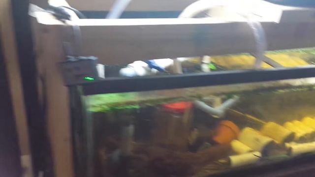 In Home Aquaponics part 14 "expatiation" смотреть онлайн
