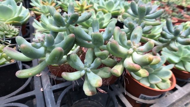 Sedum pachyphyllum 多肉植物圖鑑 乙女心 смотреть онлайн
