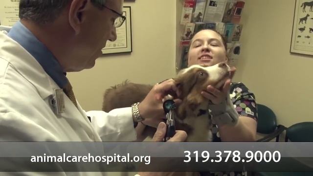 Animal Care Hospital - Short | Cedar Rapids, IA смотреть онлайн