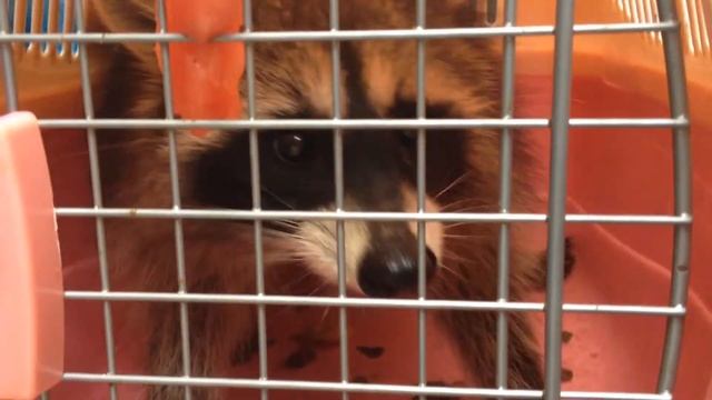 Дикий Енот смотреть онлайн