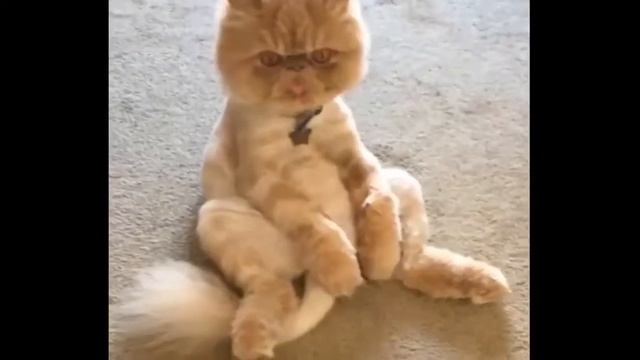 Лучшие приколы 2018 Июль - Подборка приколов, ржака до слез угар прикол #23 смотреть онлайн