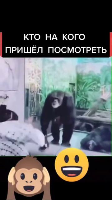 Кто на кого пришел посмотреть...приколы тик ток смотреть онлайн