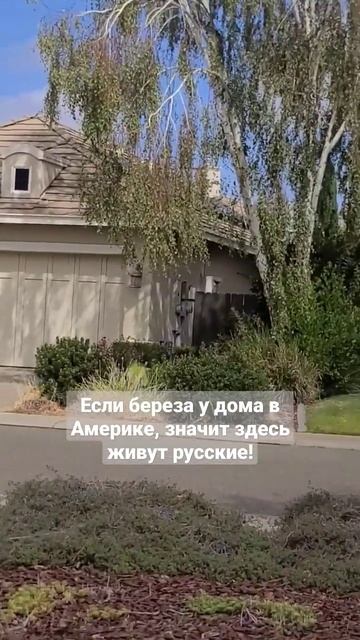 берёза у дома в Америке смотреть онлайн