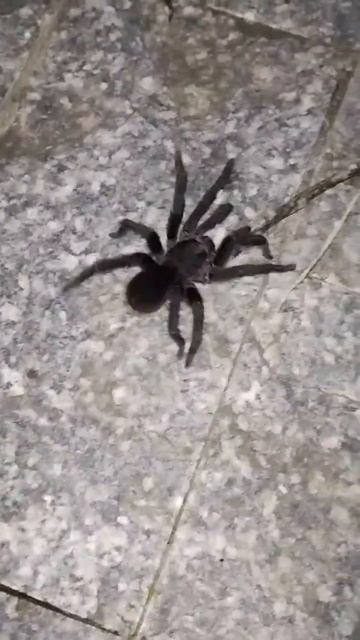 #ARANHAS CARANGUEJEIRA#  VC JA SE DEPAROU COM UMA ARANHA DESSE TAMANHO 😬😳