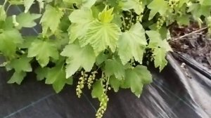 Смородина весной. Добрыня, Белорусская сладкая, Изумрудное ожерелье, Виксне, Ровада.