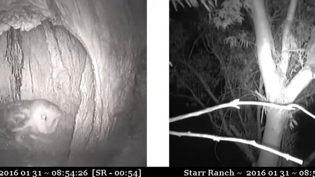 Female n spider, prey gift from male, mating, he to lip - Audubon Starr Ranch Barn Owls смотреть онлайн