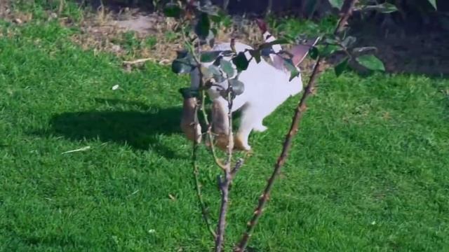 HARE VS RABBIT -  LIEVRE VS LAPIN