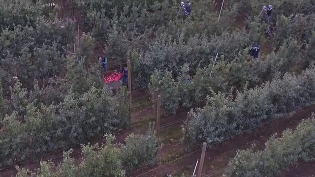 Northwest Profiles: Cosmic Crisp (New Washington State Apple) смотреть онлайн